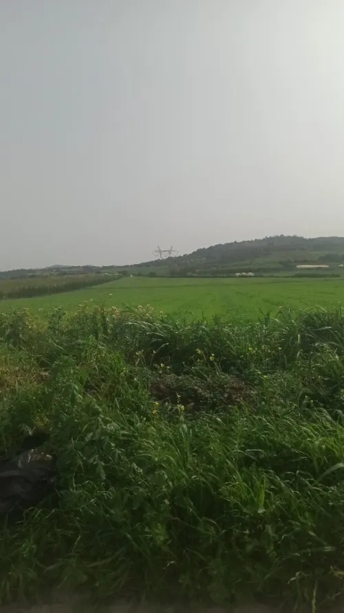 Vente Terrain Agricole Tipaza Sidi rached