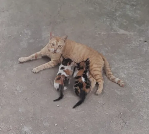 Chaton à donner 
