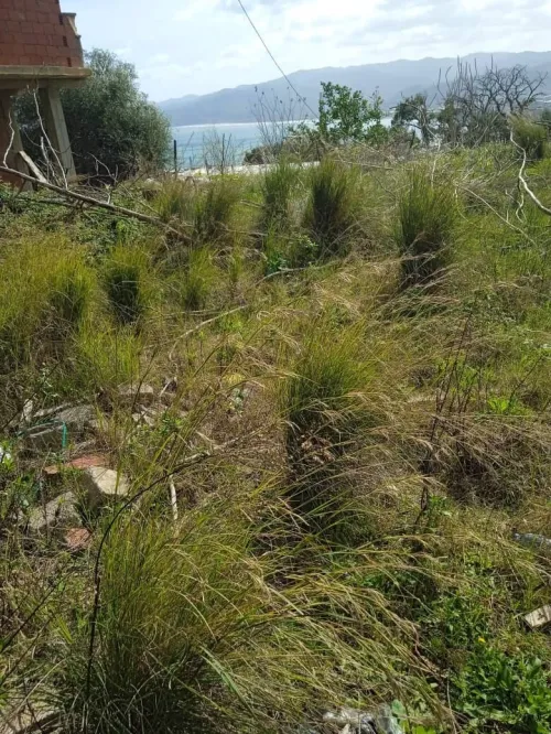 Vente Terrain Skikda Collo