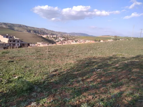 Vente Terrain Aïn Defla Hoceinia