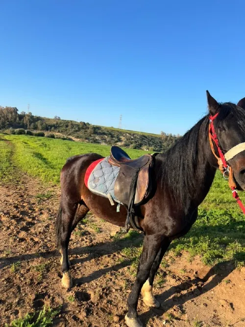 Cheval