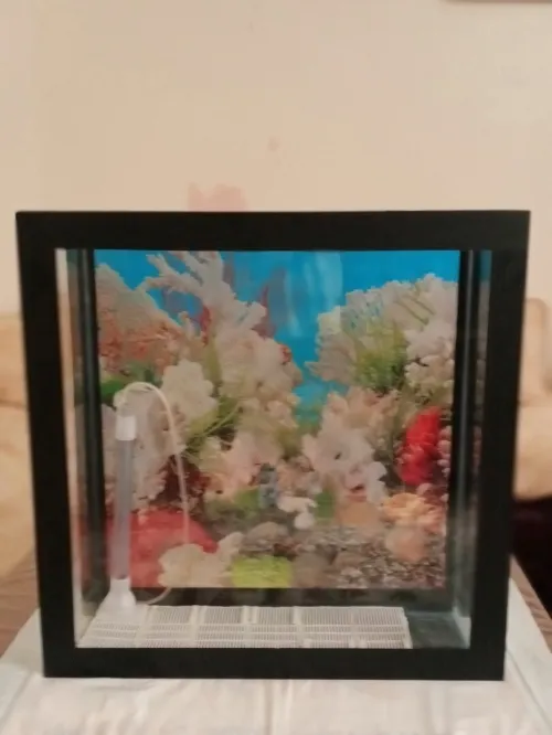Aquarium de poisson 55,5cm  55,5cm