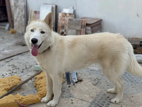 Chien Husky croiser Mlamut