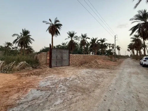 Vente Terrain Agricole Ouargla Rouissat