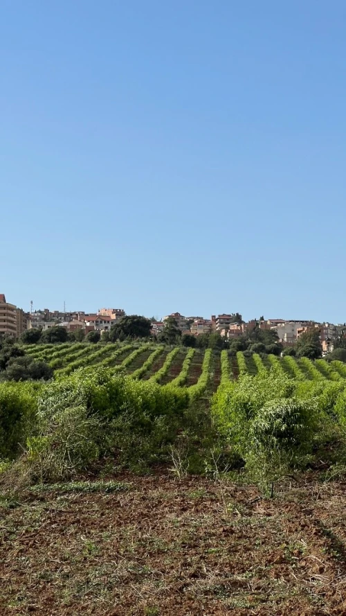 Vente Terrain Agricole Alger Birtouta