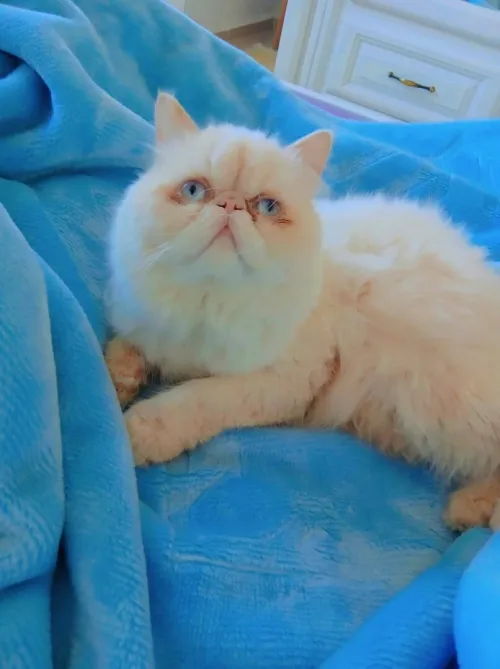 Chaton persan Himalaya red point piké face