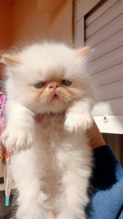 Chaton persan Himalaya red point piké face