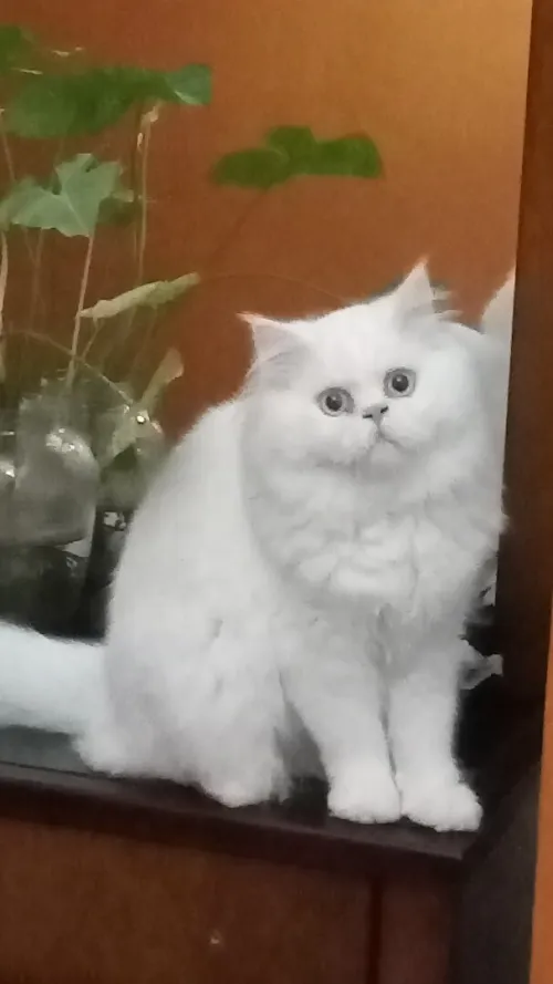 Chat persan âgé de 14 Mois 