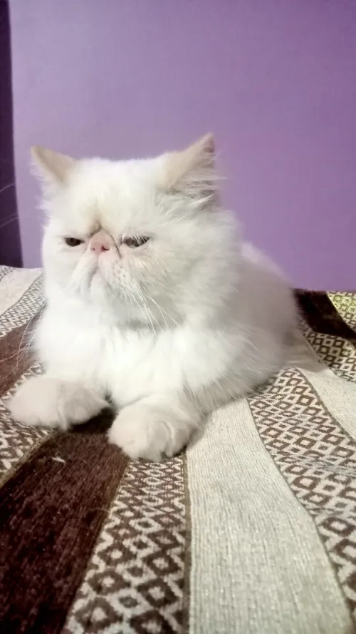 Chaton persan Himalaya red point piké face