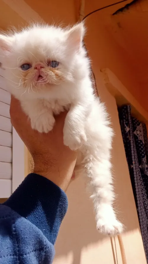 Chaton persan Himalaya red point piké face