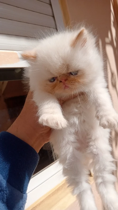 Chaton persan Himalaya red point piké face
