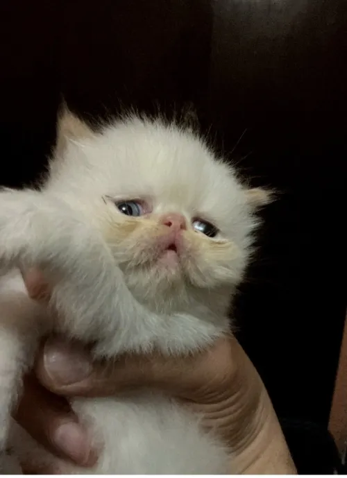 Chaton persan Himalaya red point piké face