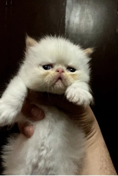 Chaton persan Himalaya red point piké face