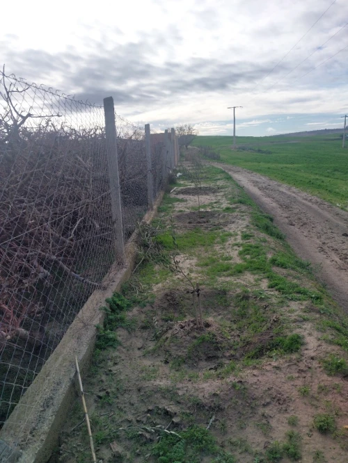 Vente Terrain Agricole Sidi Bel Abbès Sehala thaoura