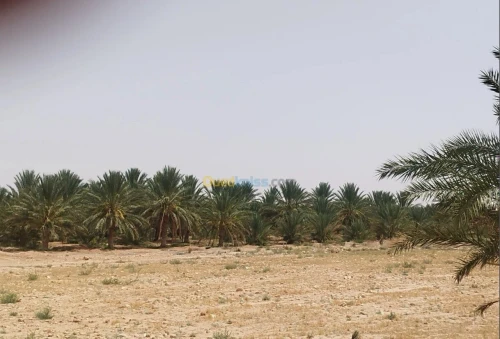 Vente Terrain Agricole Biskra Ourlala