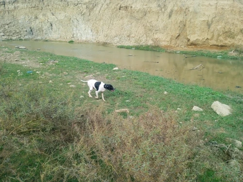 Chienne de chasse