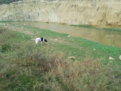 Chienne de chasse