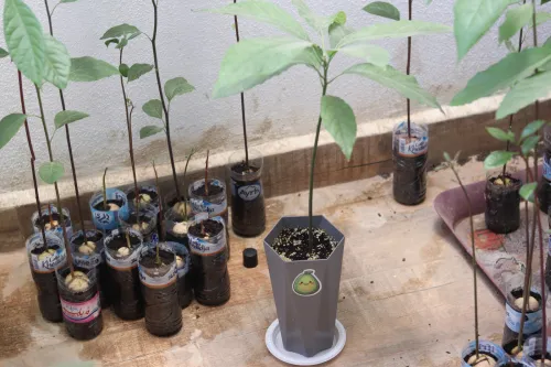 Plante Avocado non-greffés