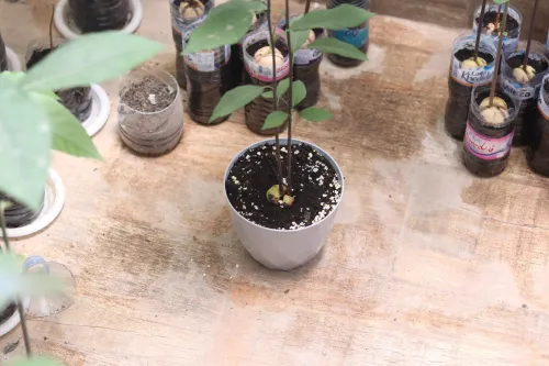 Plante Avocado non-greffés