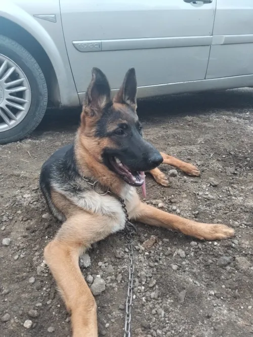 Chien berger allemand femelle 5 mois .avec carnet.m