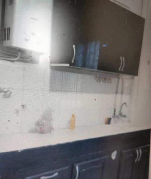 Location Appartement F4 Blida Chebli