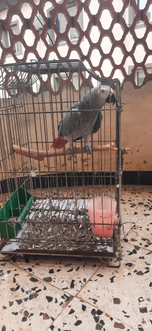 Perroquet gabon