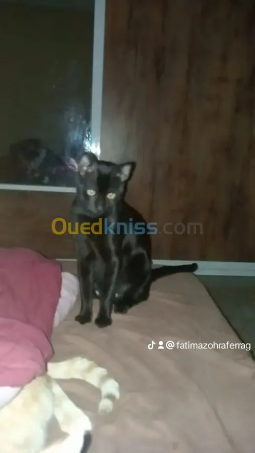 Chats et chatons gratuit 