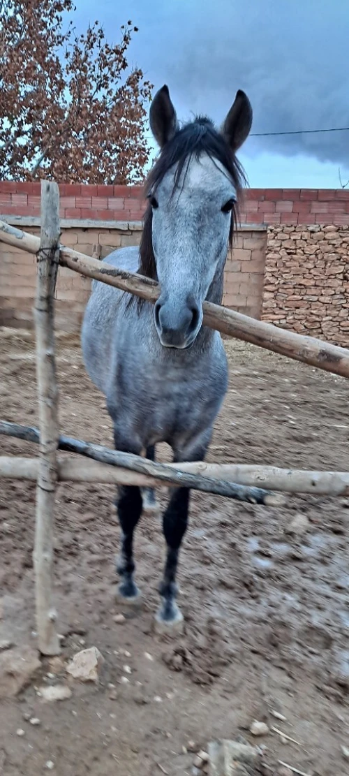 Cheval