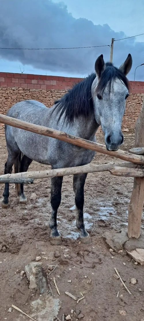 Cheval