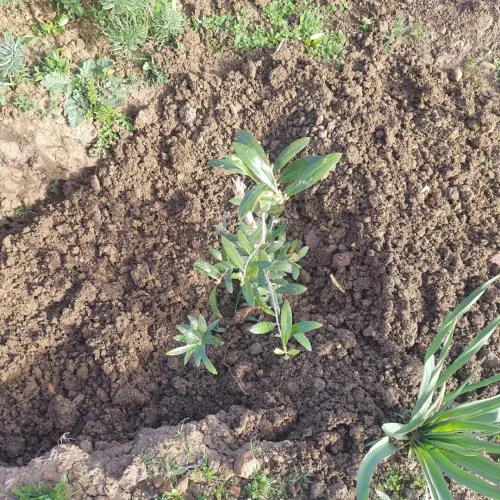 Vente Terrain Agricole Bordj Bou Arreridj Medjana