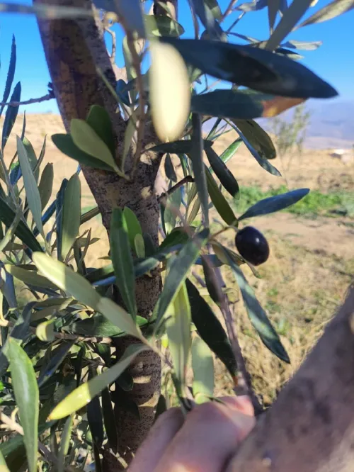 Vente Terrain Agricole Bordj Bou Arreridj Medjana