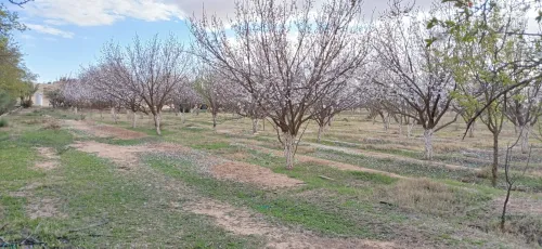 Vente Terrain Agricole Djelfa Messad