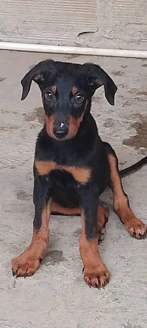 Doberman 