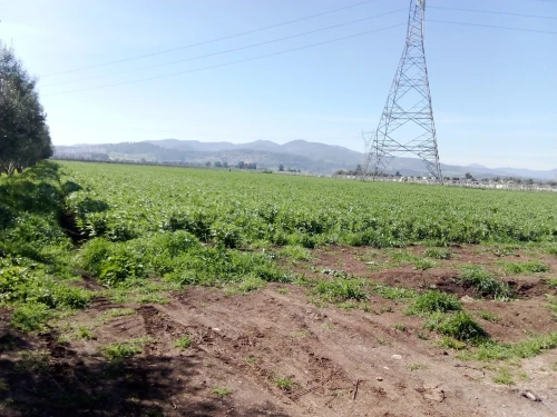 Vente Terrain Aïn Defla Khemis miliana