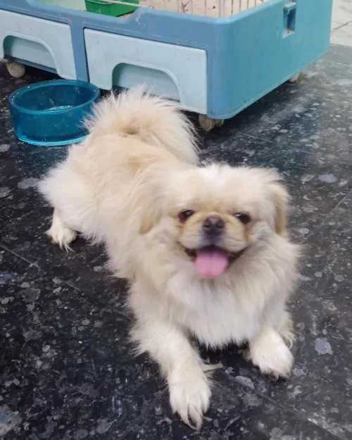 Pekinois male 8 mois