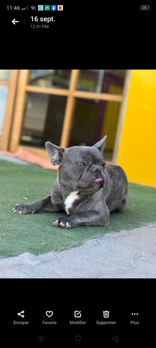 BULLDOG FRANÇAIS FEMALE