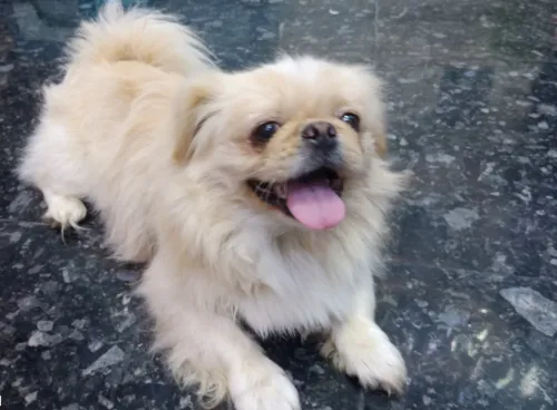 Pekinois male 8 mois