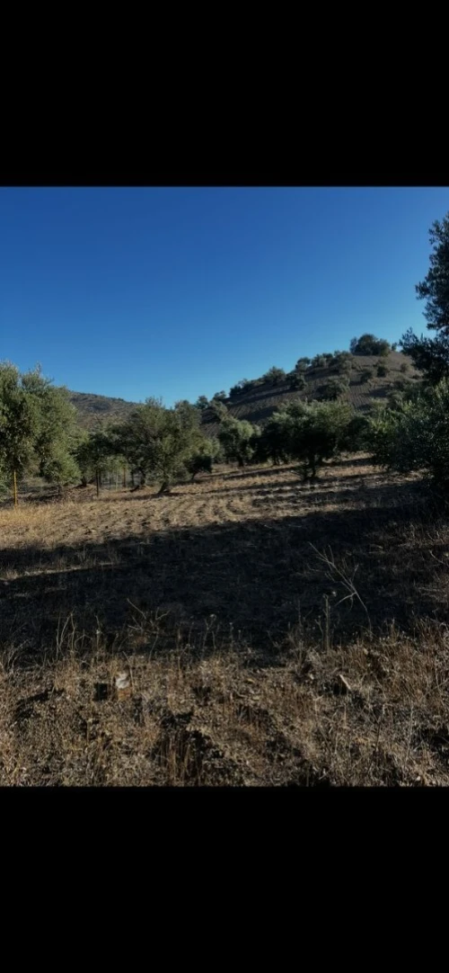 Vente Terrain Sétif Beni ouartilene