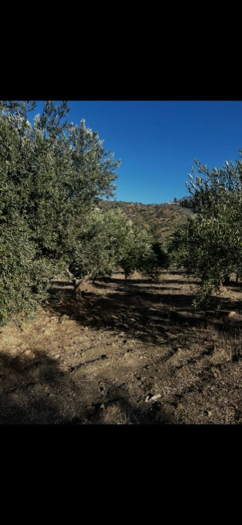 Vente Terrain Sétif Beni ouartilene