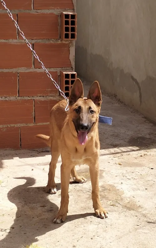 Berger allemand croisé mallinois 