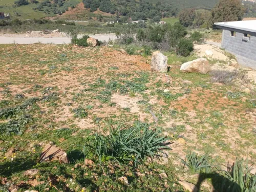 Vente Terrain Skikda Hamadi krouma