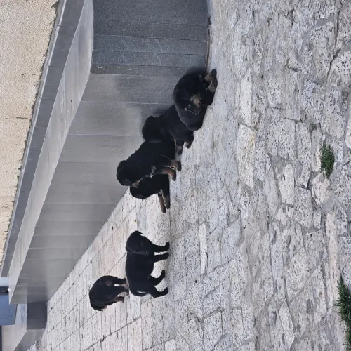 Chiots wrottweiler