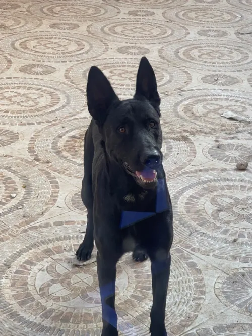 Malinois 