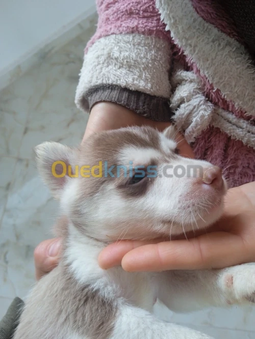Chiots husky sibérien avendre