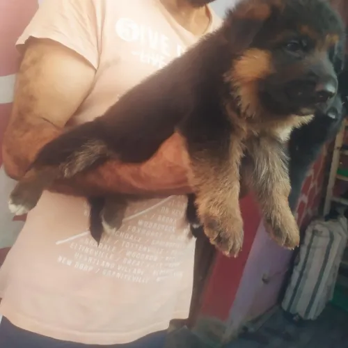 Chiot berger almand