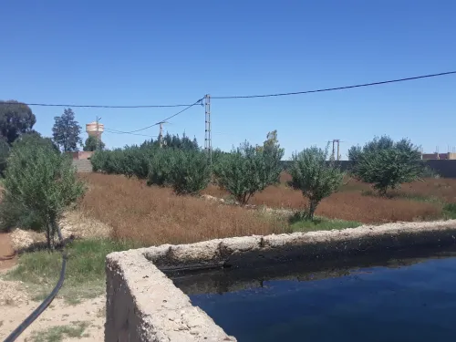 Vente Terrain M'Sila Chellal