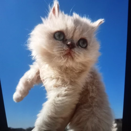 Chats persants