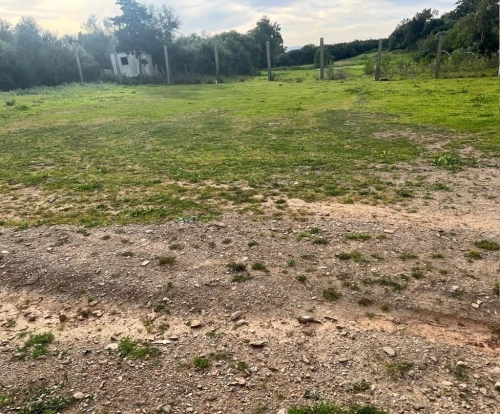 Vente Terrain Blida Blida
