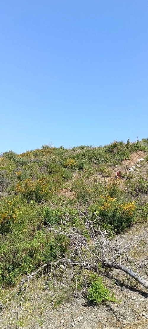 Vente Terrain Tizi Ouzou Azeffoun
