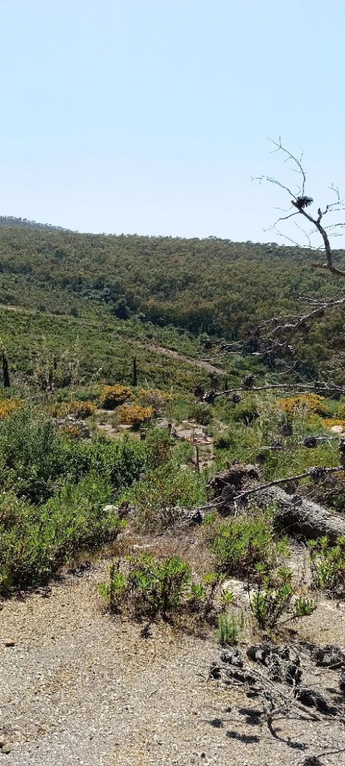 Vente Terrain Tizi Ouzou Azeffoun